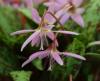 Erythronium dens-ca...